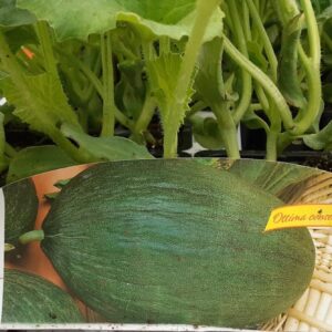 Melone verde tendral