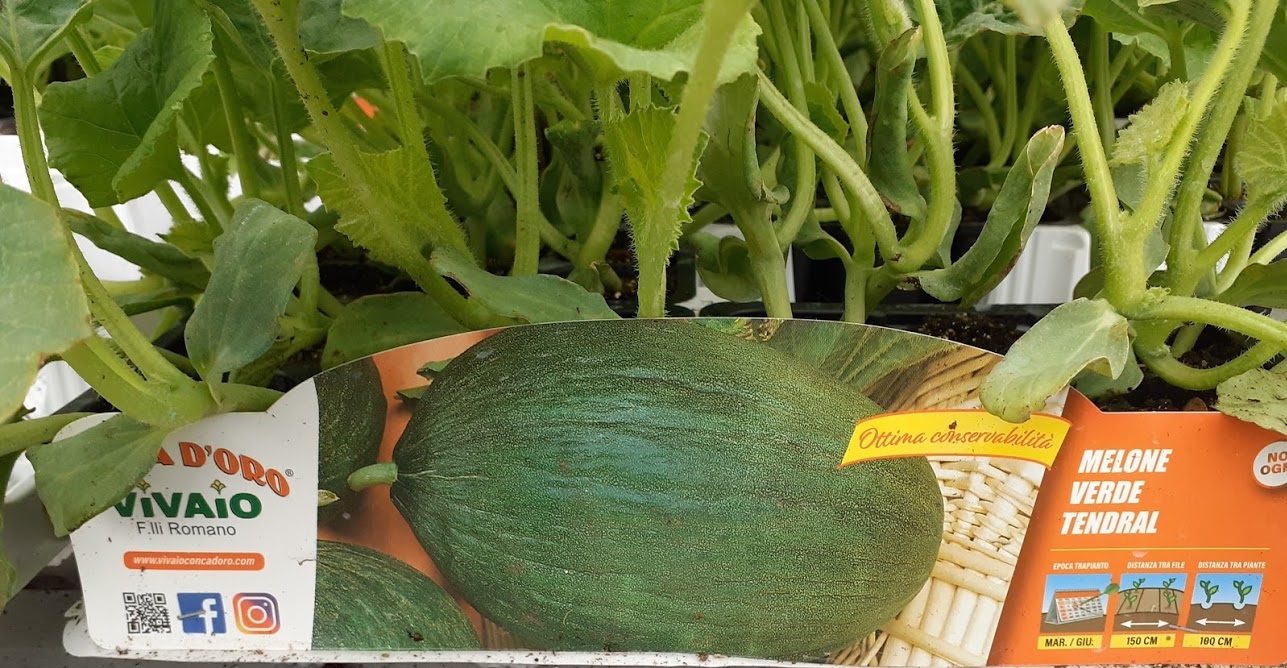 melone verde tendral