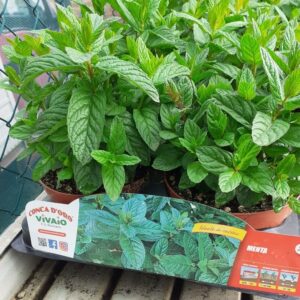 Menta