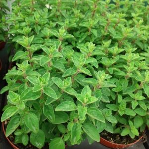 Origano