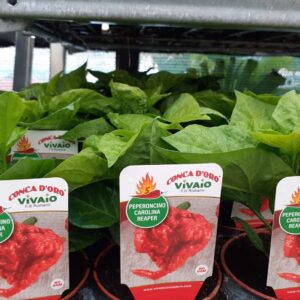 Peperoncino Carolina Reaper