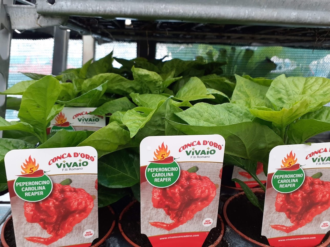 peperoncino carolina reaper