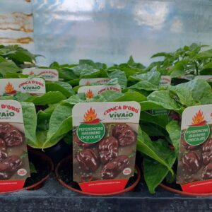 Peperoncino abanero chocolate