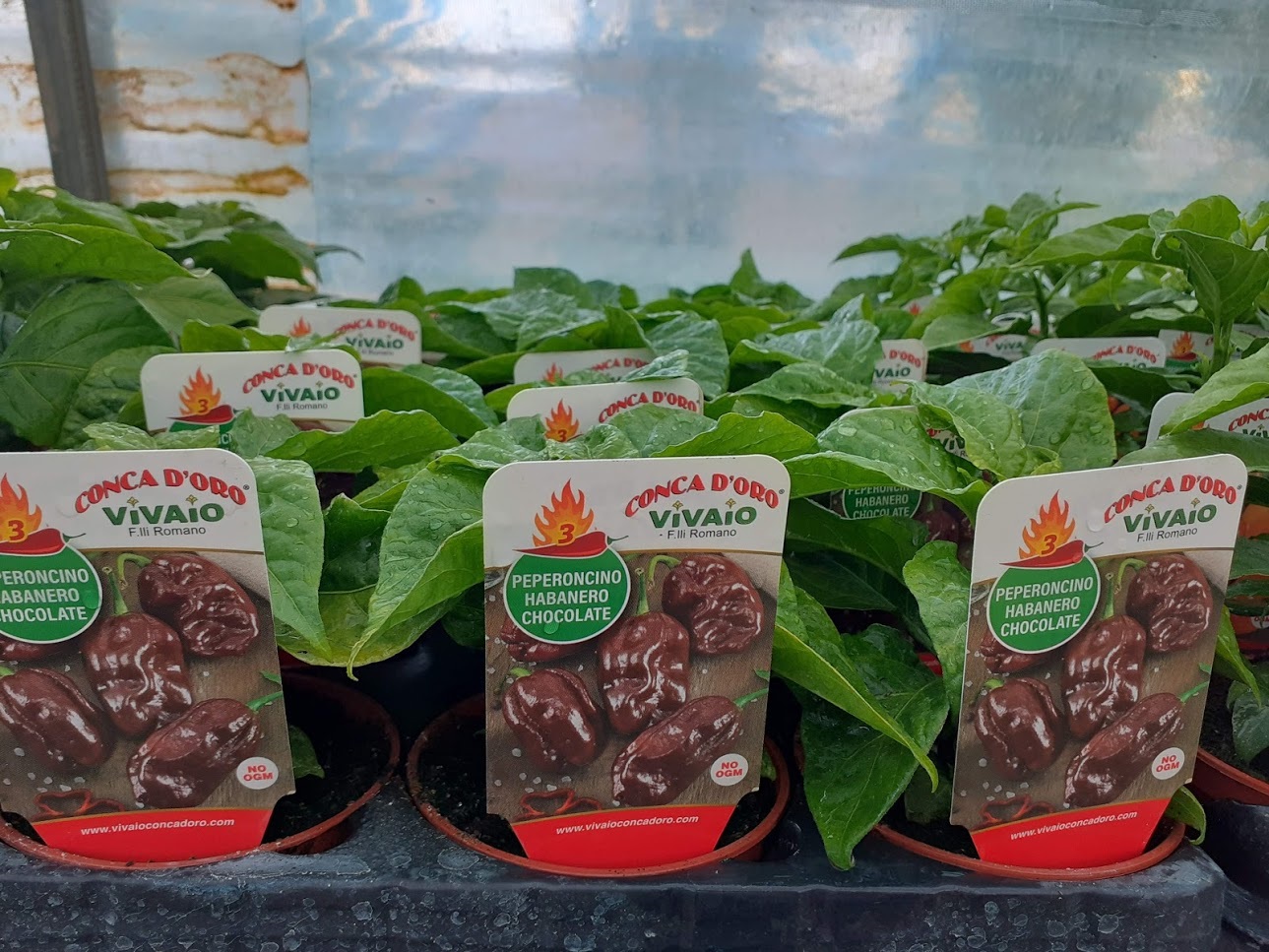 peperoncino habanero chocolate