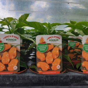 Peperoncino habanero orange