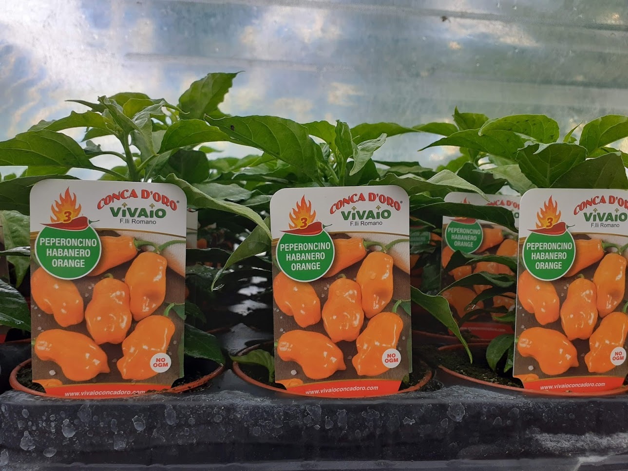peperoncino habanero orange