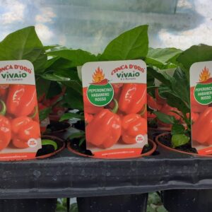 Peperoncino habanero rosso