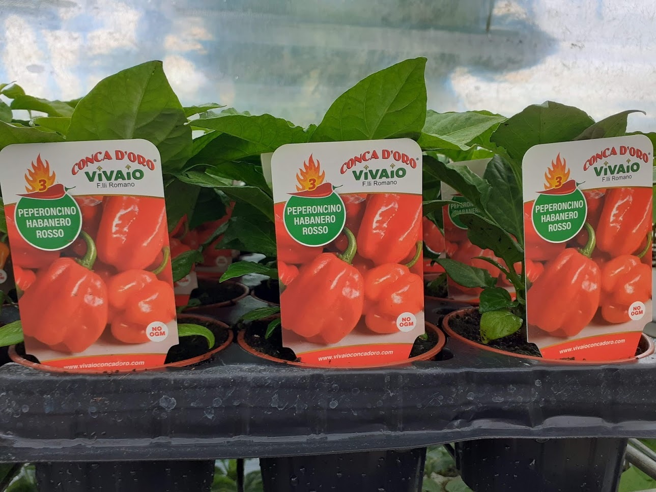 peperoncino habanero rosso