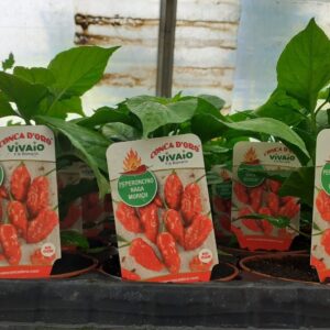 Peperoncino Naga Morich