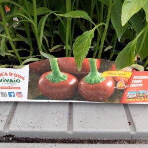 Peperoncino Tondo Zenzero