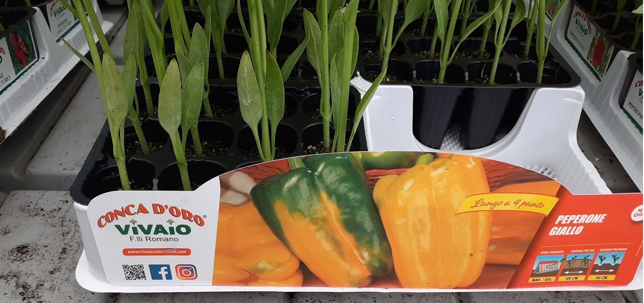 peperone giallo