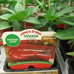 Peperone rosso innestato
