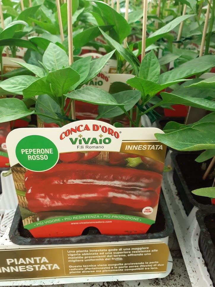 peperone rosso innestata