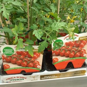 Pomodoro Ciliegino rampicante innestato