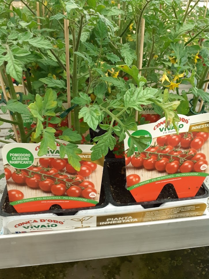 pomodoro ciliegino rampicante innestata