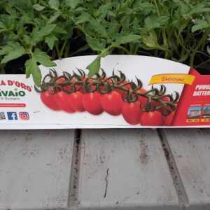 Pomodoro Datterino