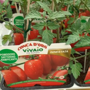 Pomodoro Datterino innestato