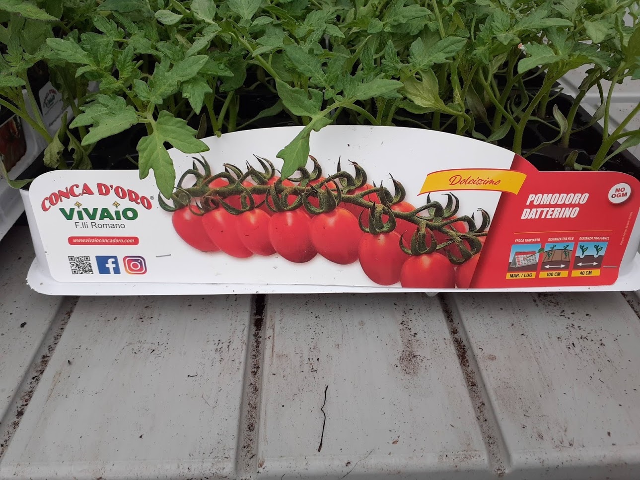 pomodoro datterino
