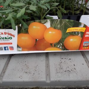 Pomodoro Golden Cherry F1