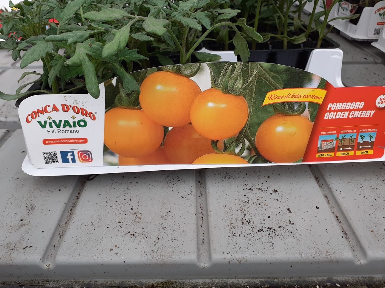 pomodoro golden cherry