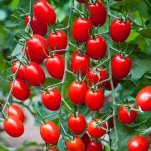 Pomodoro Piccadilly F1