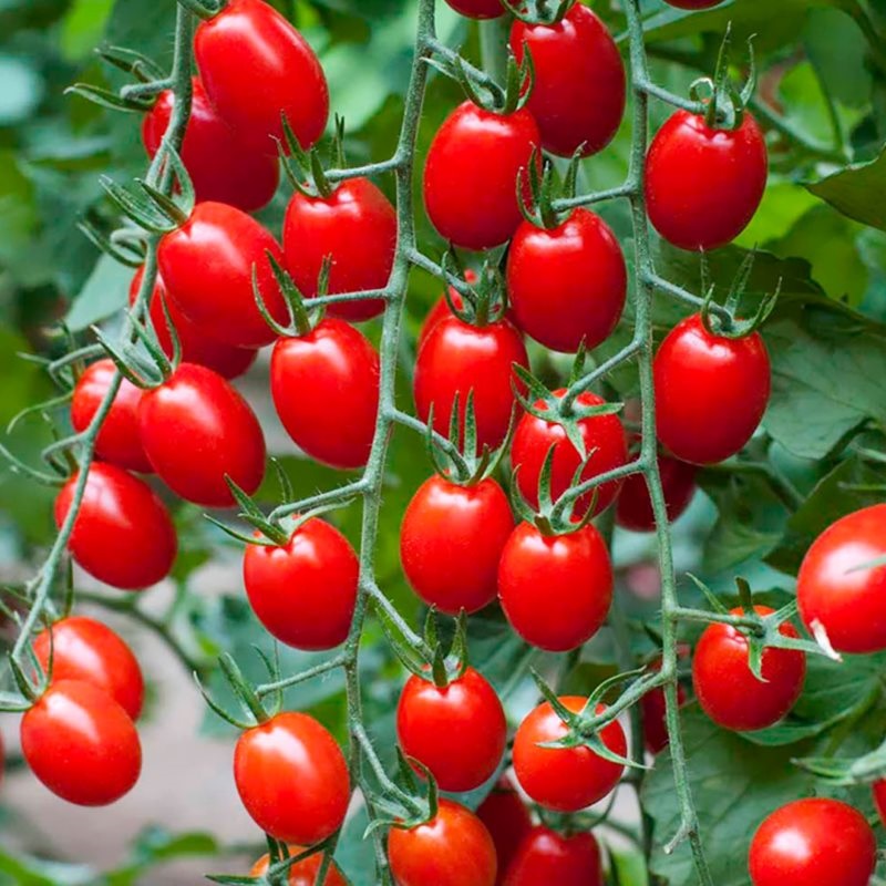 pomodoro piccadilly