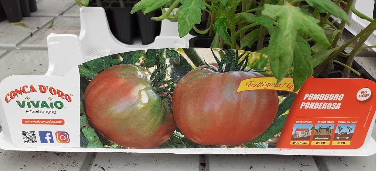 pomodoro ponderosa