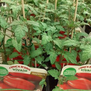 Pomodoro San Marzano Rampicante innestato