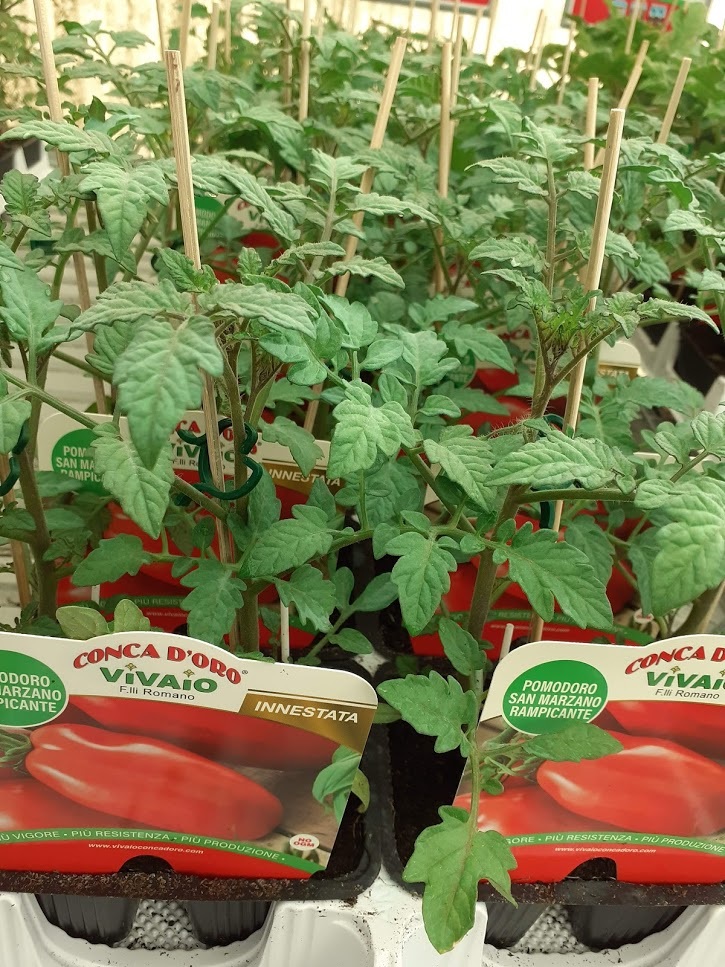 pomodoro sammarzano rampicante innestata