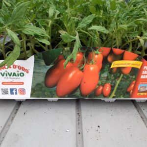 Pomodoro San Marzano Rampicante