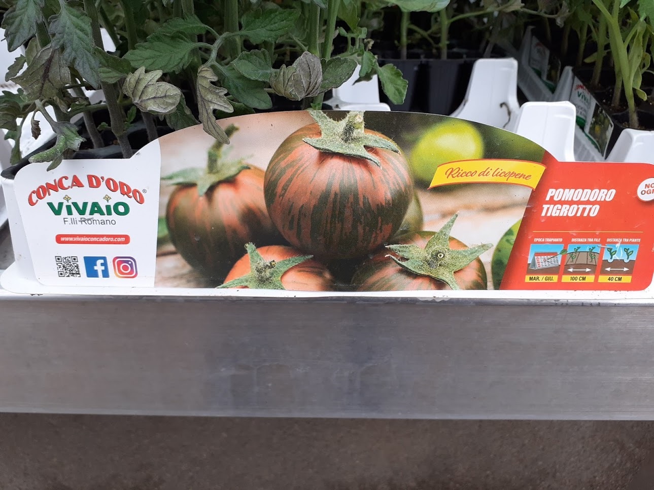 pomodoro trigotto