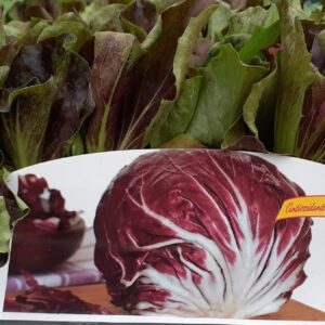 Radicchio a palla