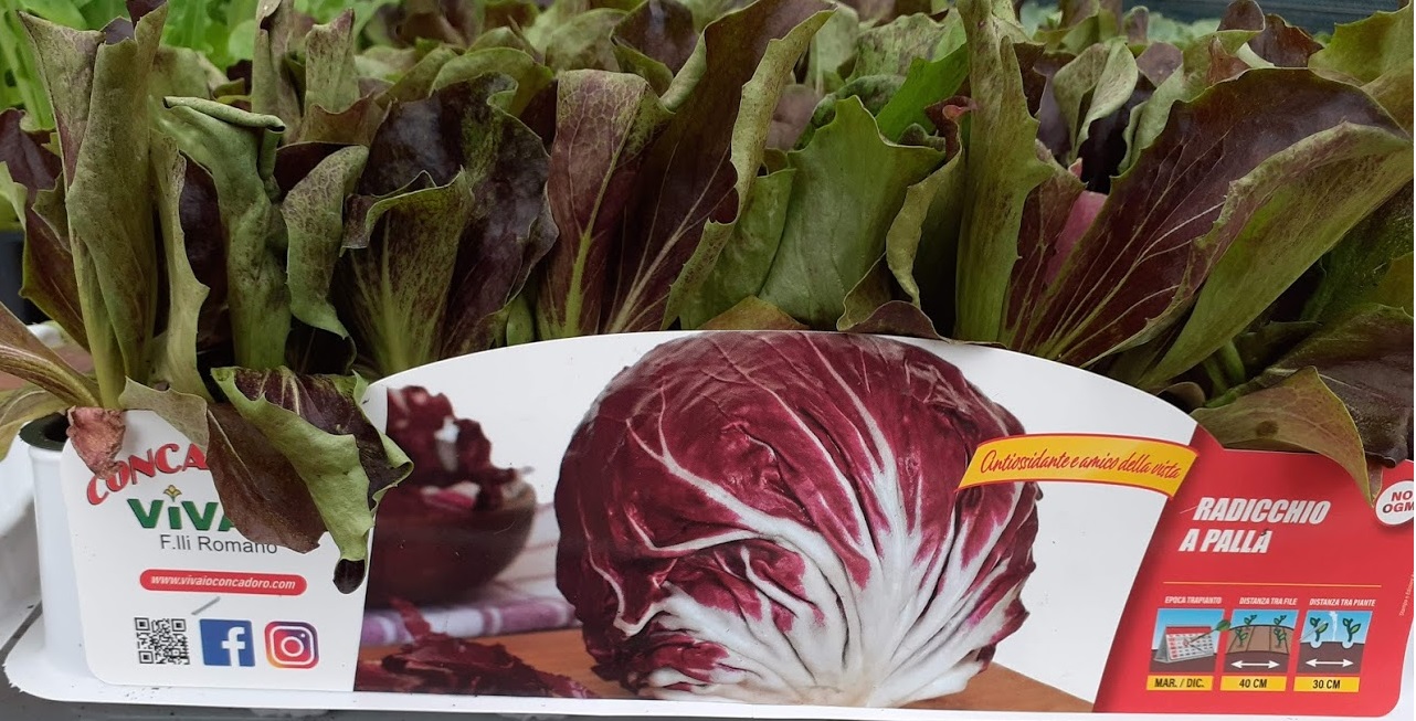 radicchio a palla