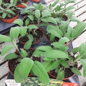 Salvia