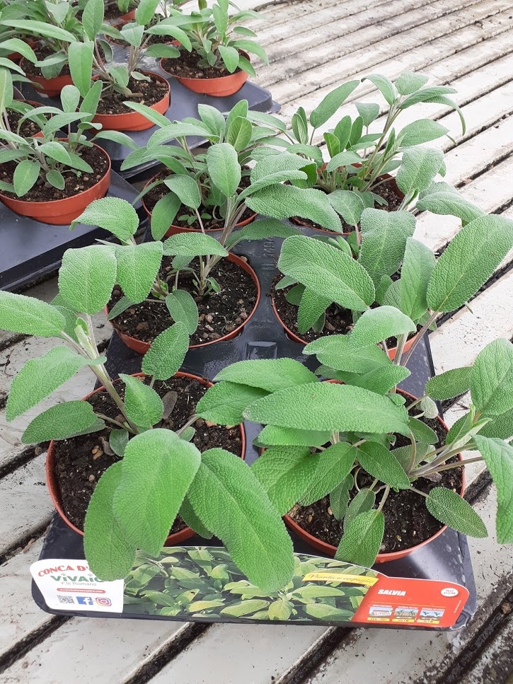 salvia1
