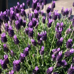 Lavanda o Lavandula stoechas 'Anouk'