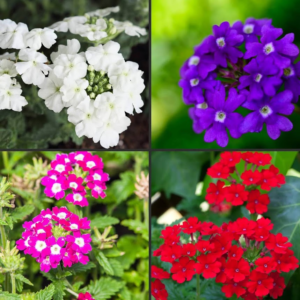 Verbena