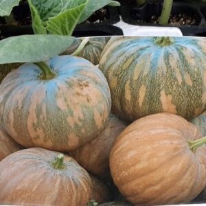 Zucca Rossa