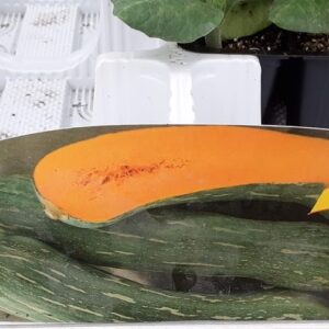 Zucca Rossa Lunga