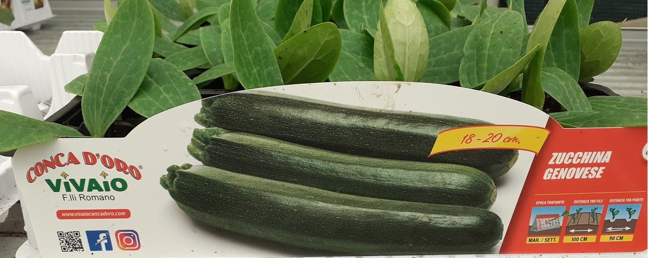 zucchina genovese