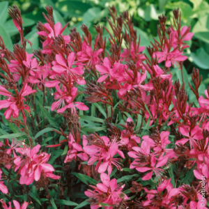 Fior di orchidea - Gaura