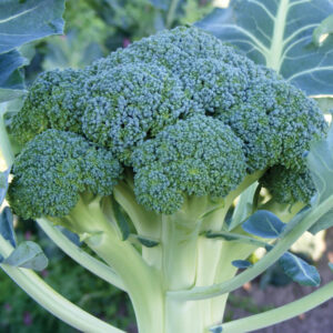 Cavolo Broccolo F1
