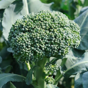 Cavolo Broccolo Sparacello
