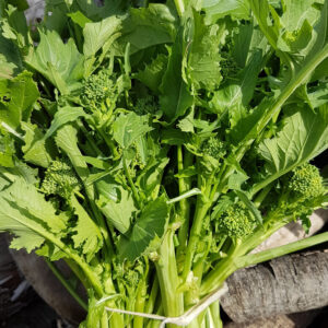 Cime di Rapa