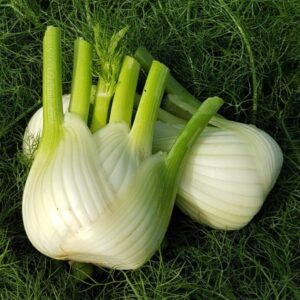 Finocchio