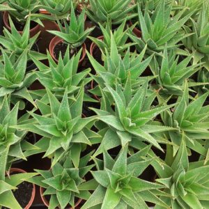 Aloe arborescens vaso 21