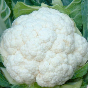 Cavolfiore Bianco