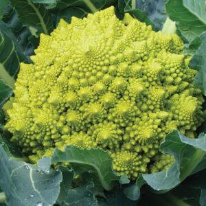 Cavolfiore Romanesco F1