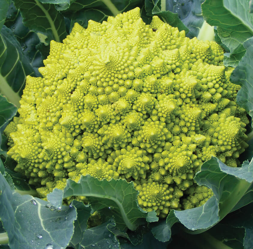 cavolfiore-romanesco