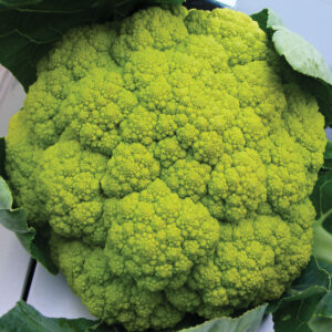 Cavolfiore Verde F1